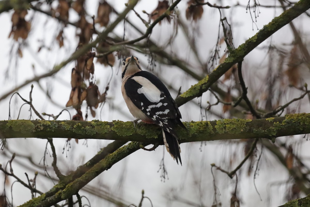 Большой пёстрый дятел - ML646699534