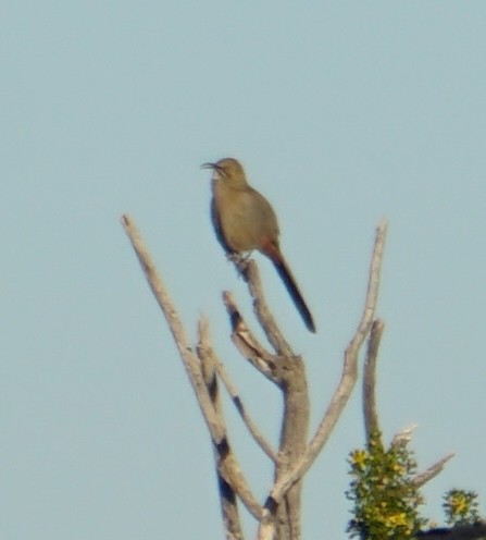 drozdec křivozobý - ML646699535