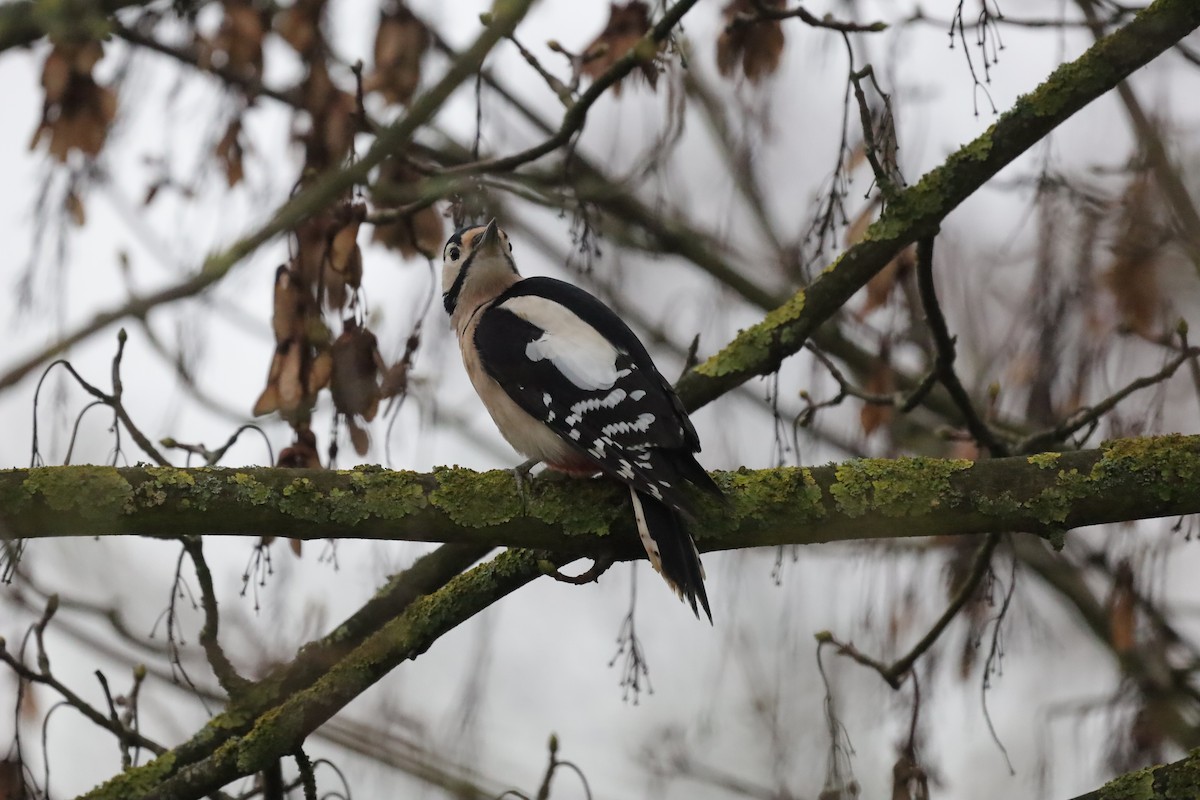 Большой пёстрый дятел - ML646699536