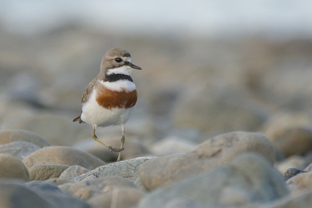 Double-banded Plover - ML646699537