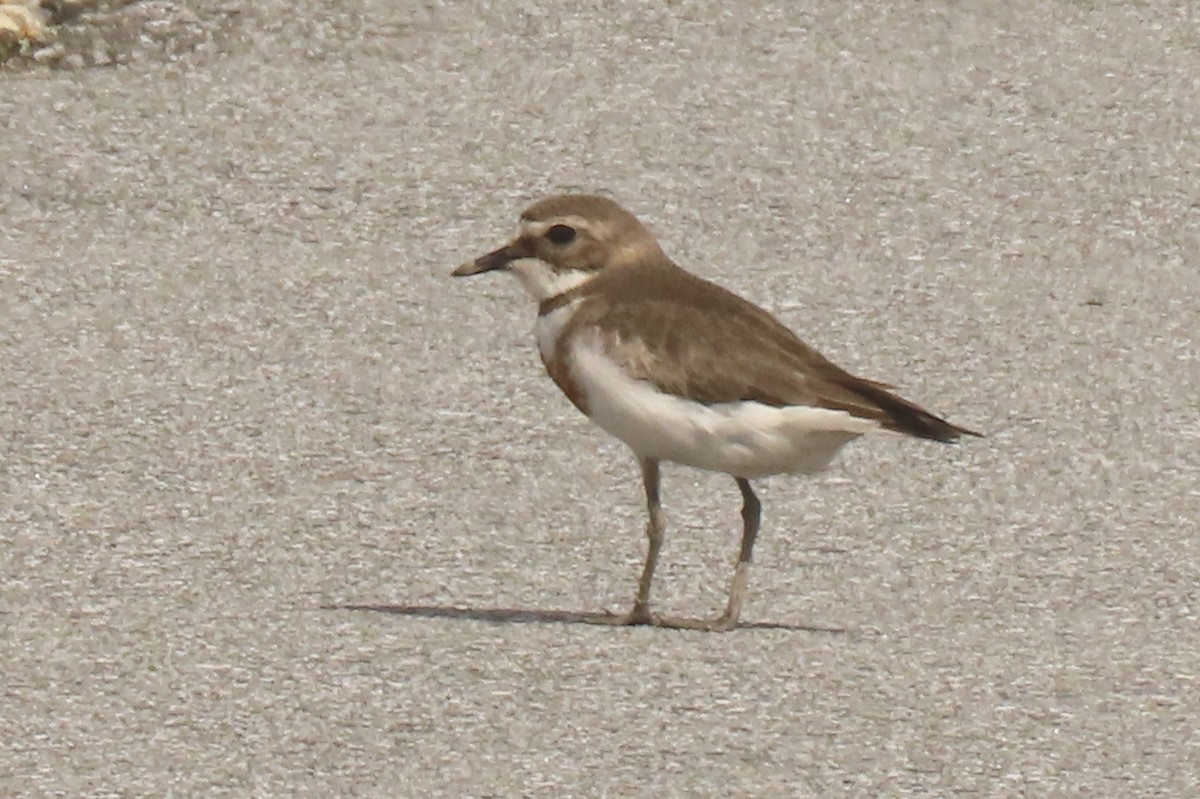 nyzealandbeltelo - ML646699542