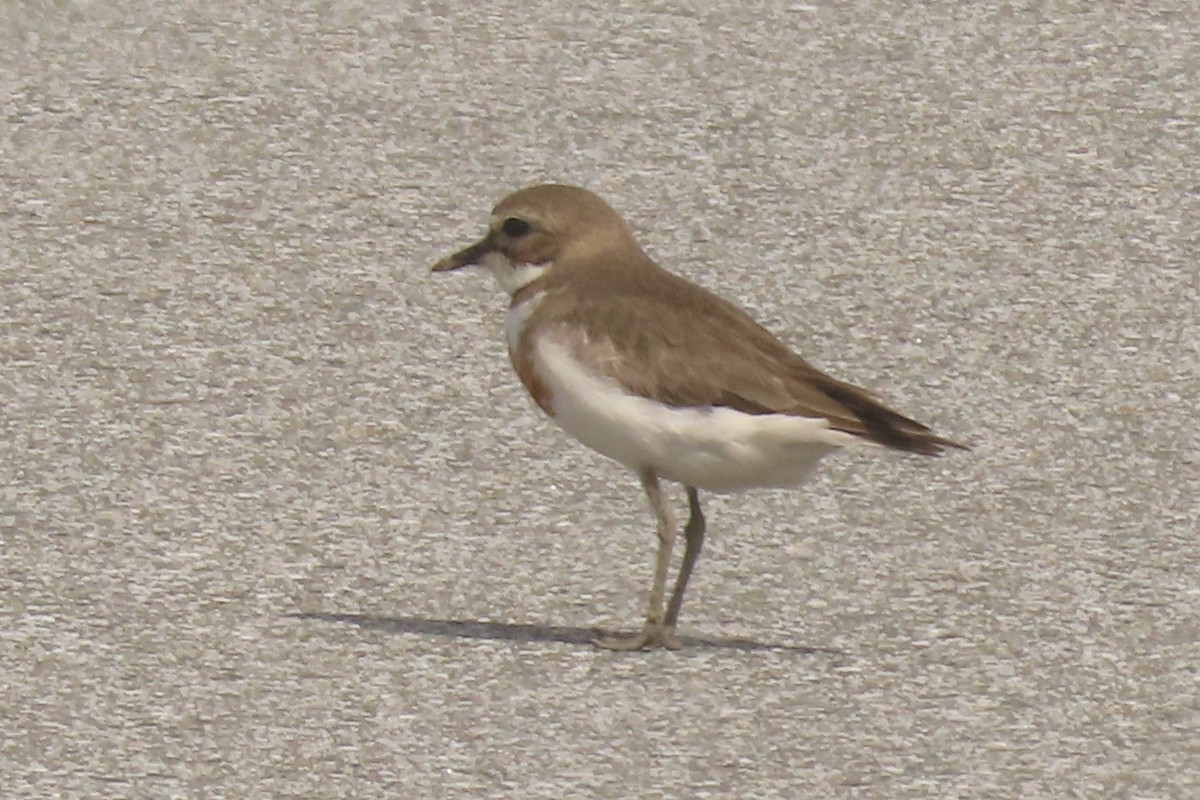 nyzealandbeltelo - ML646699543