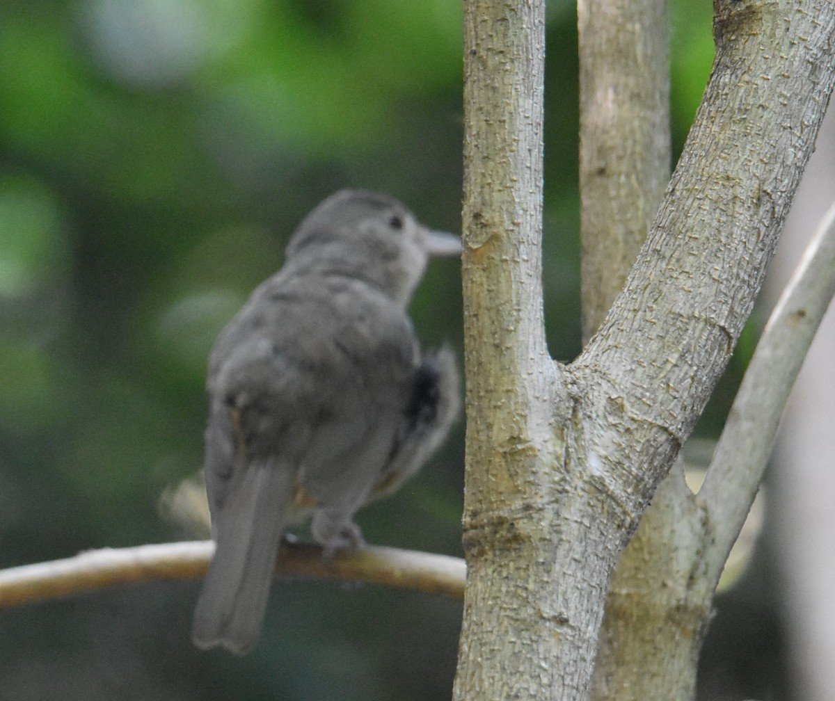 Little Shrikethrush (Rufous) - ML646699545