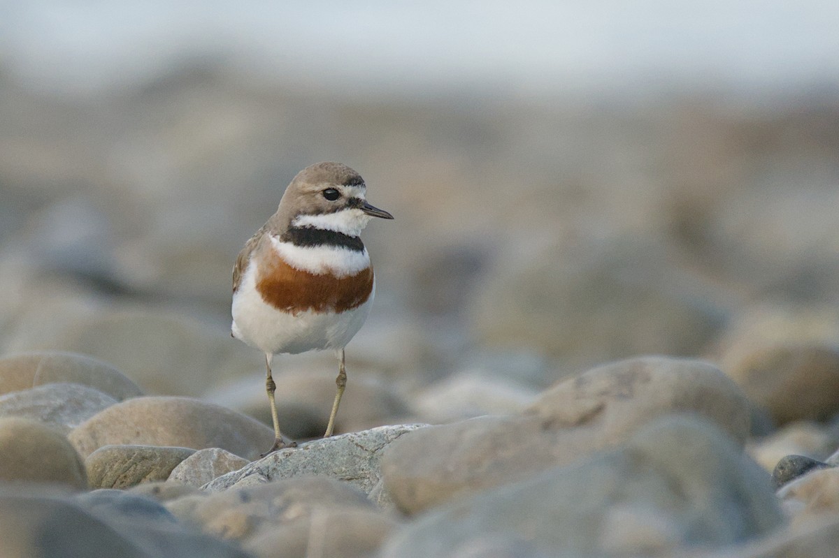 Double-banded Plover - ML646699547