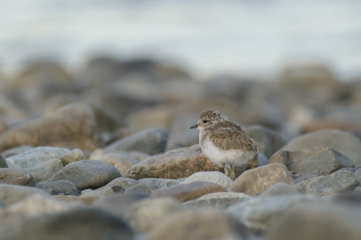 Double-banded Plover - ML646699548