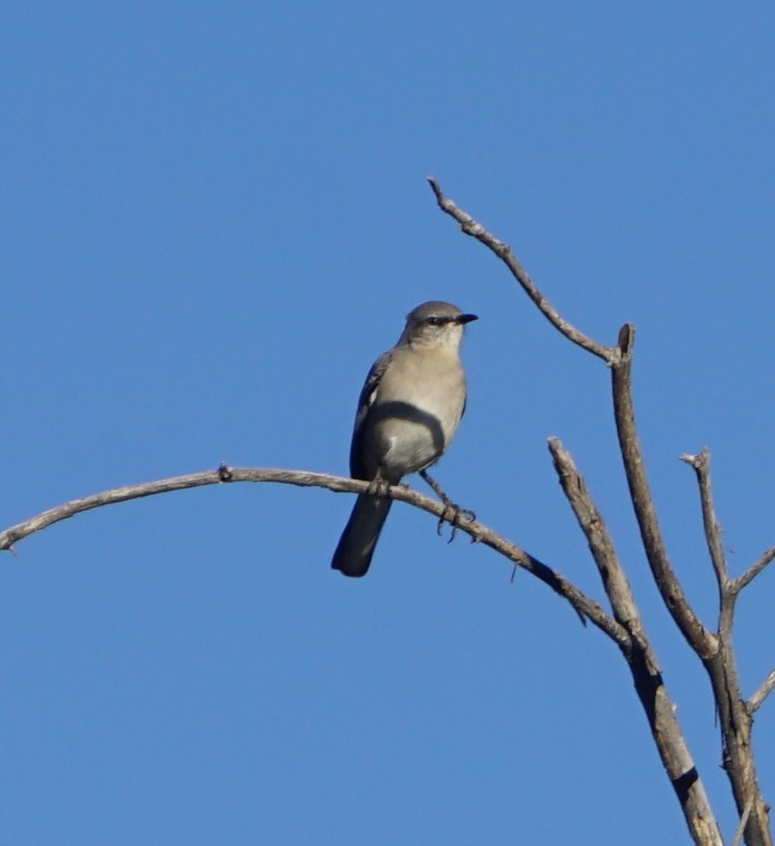 drozdec mnohohlasý - ML646699555