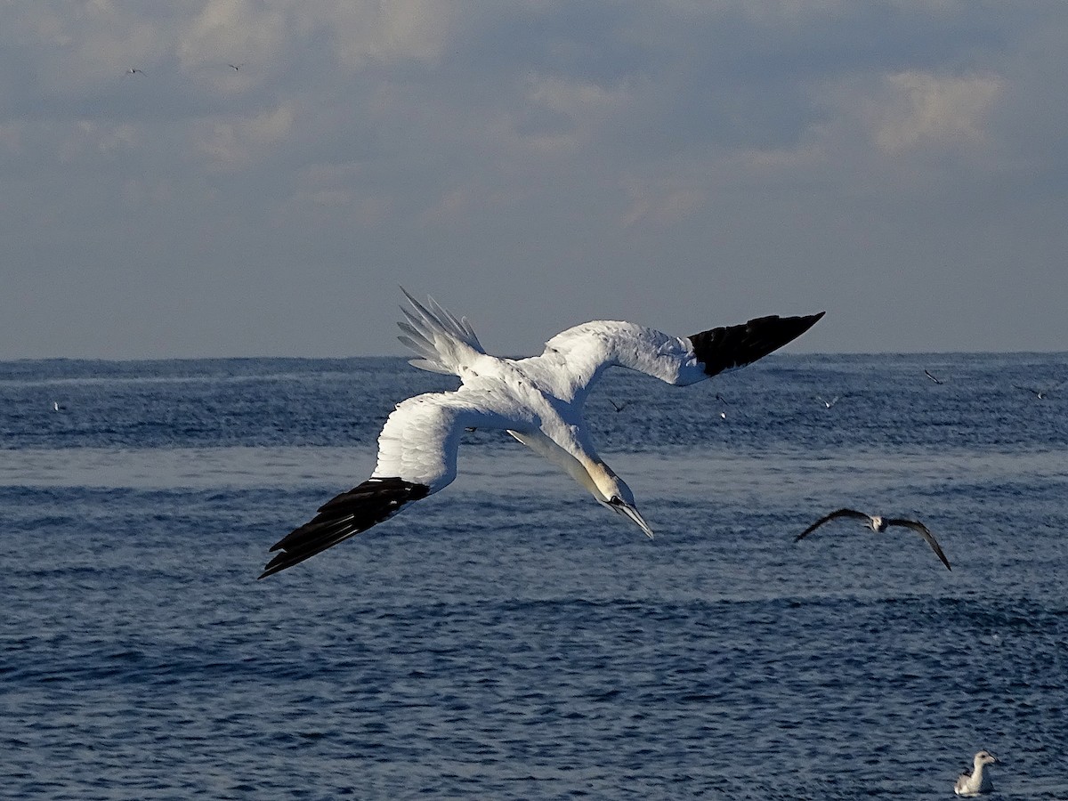 Northern Gannet - ML646699558