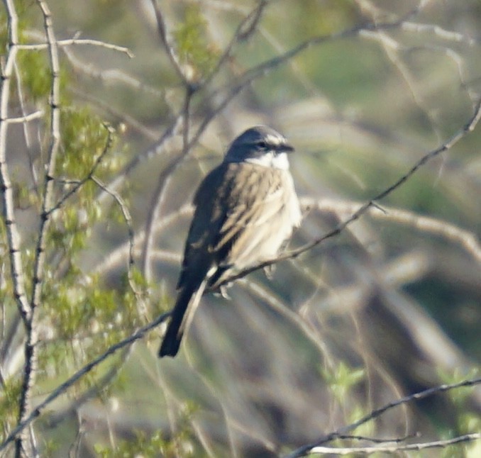 Sagebrush Sparrow - ML646699566