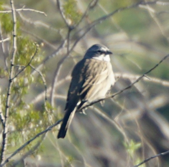 Sagebrush Sparrow - ML646699567