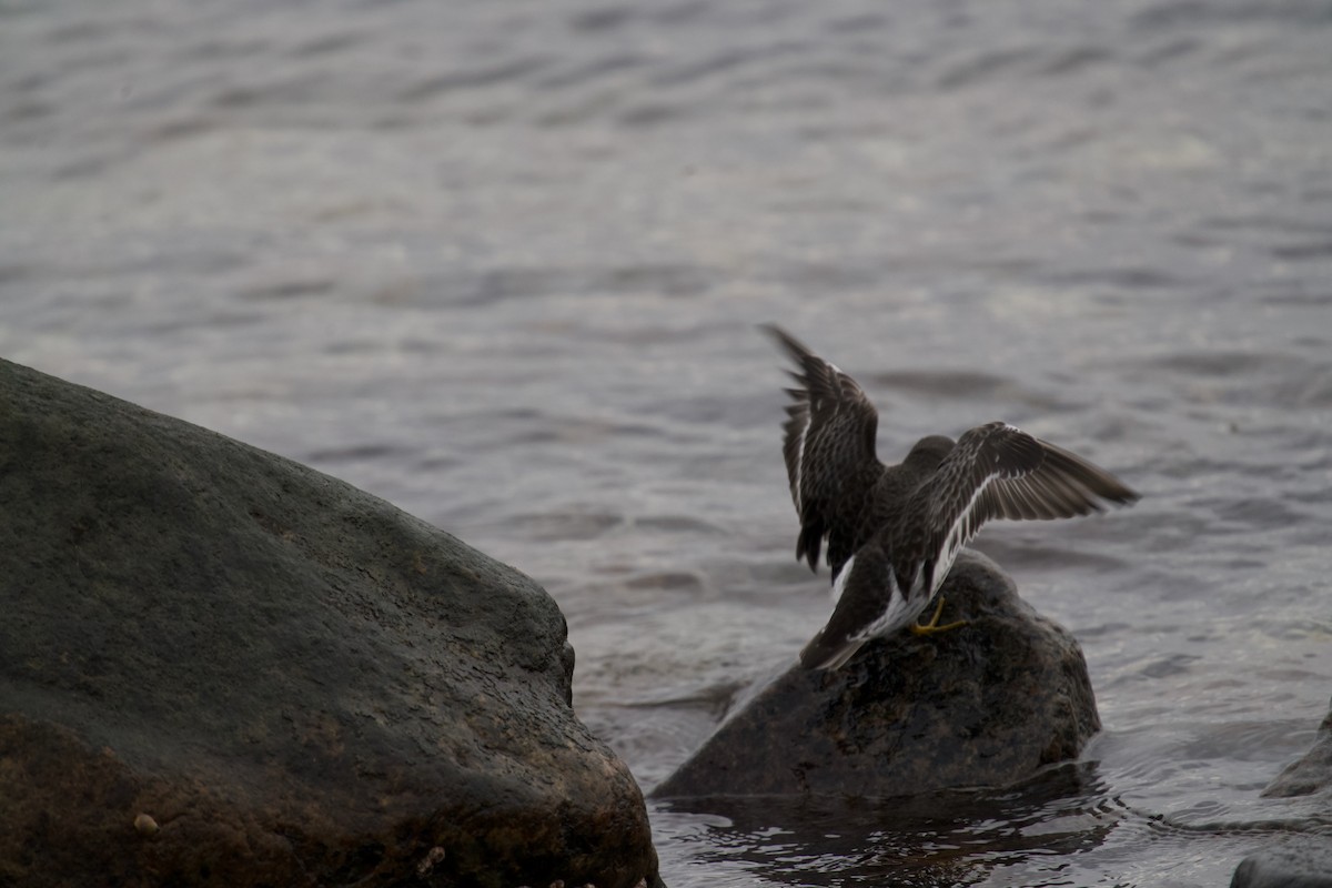 Correlimos Oscuro - ML646699570