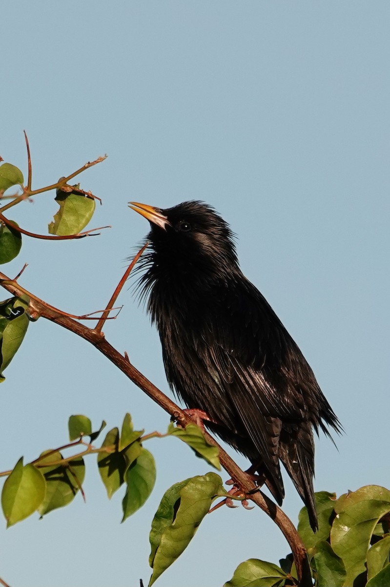 ムジホシムクドリ - ML646699571