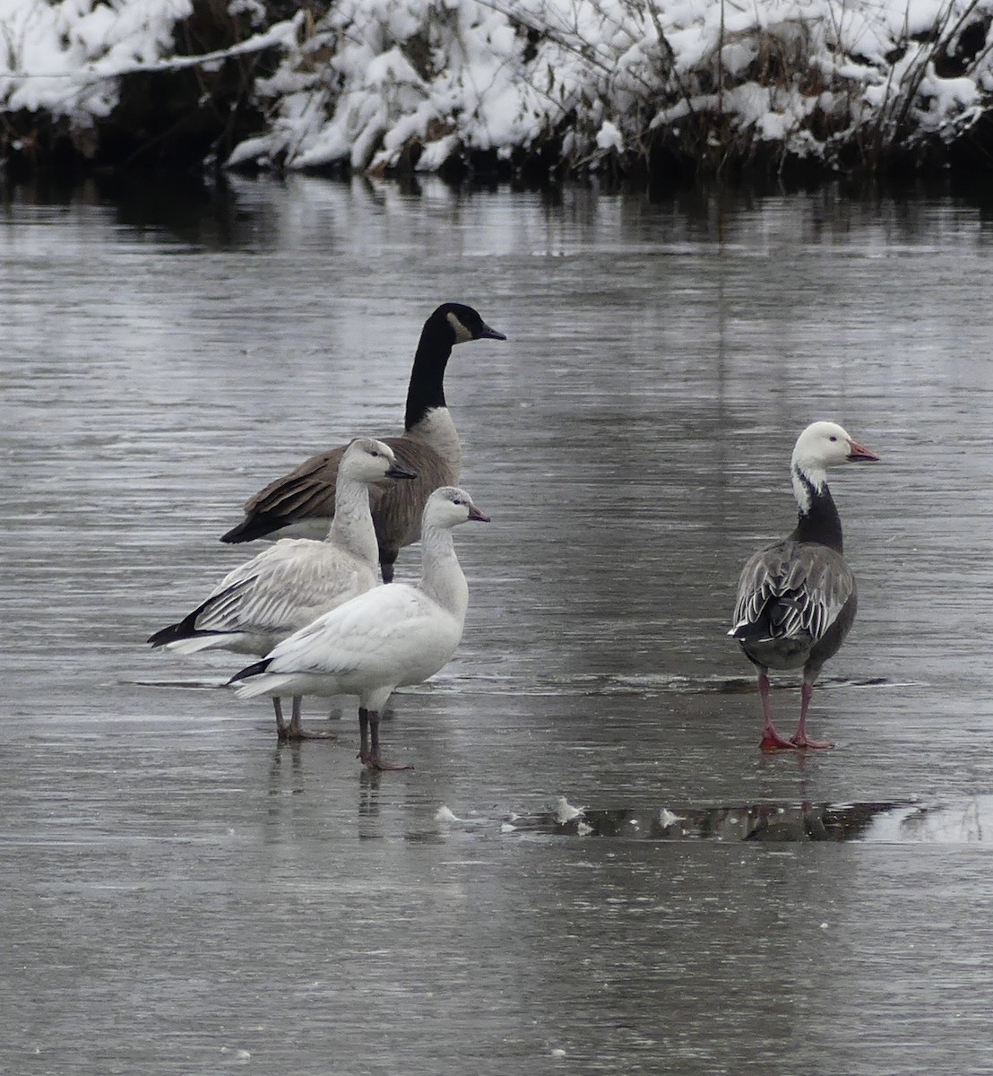 Белый гусь - ML646699577