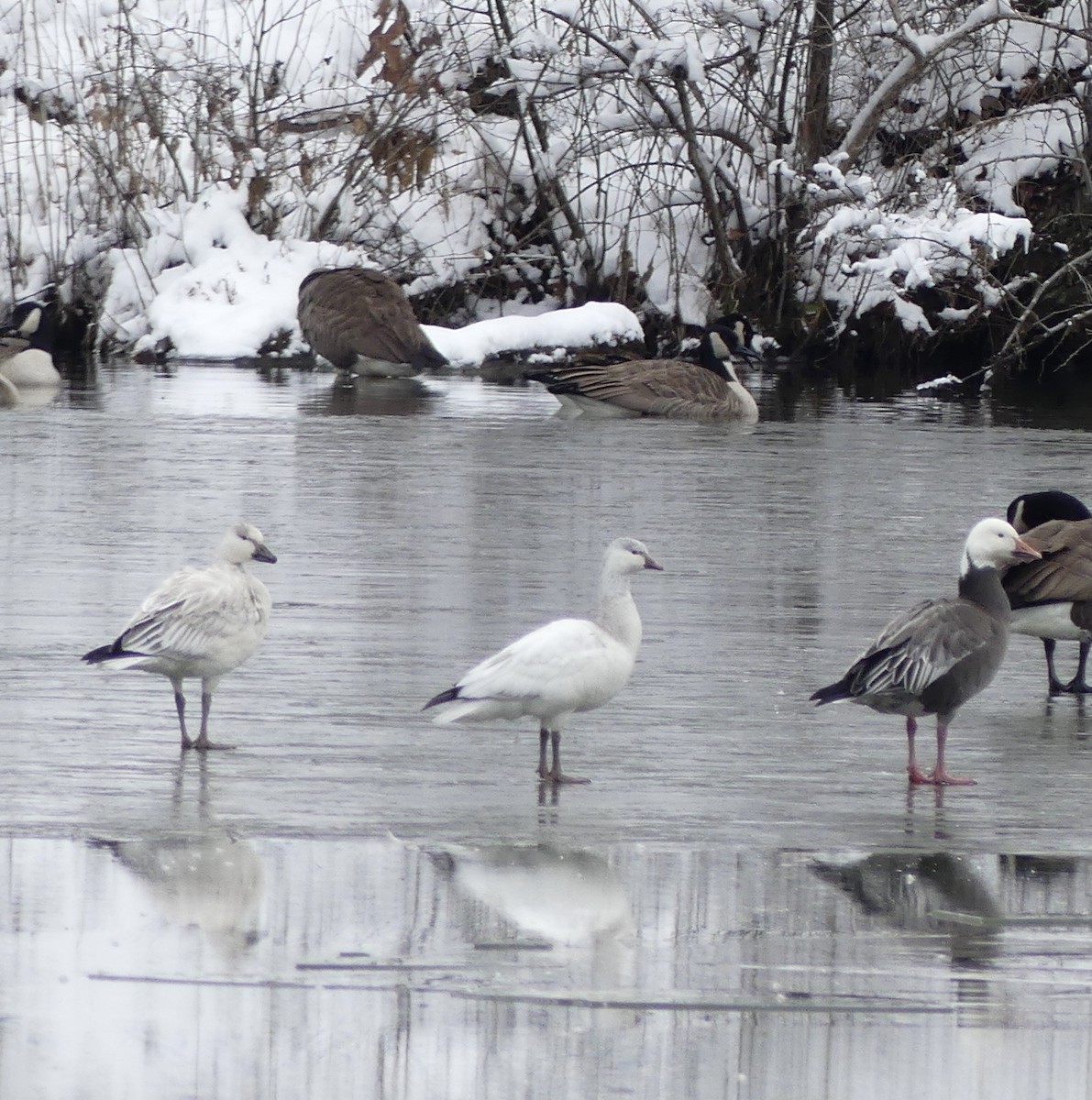 Белый гусь - ML646699578