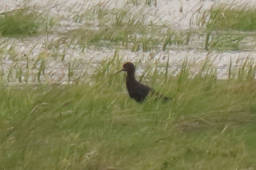 Zankaluze beltza - ML646699584