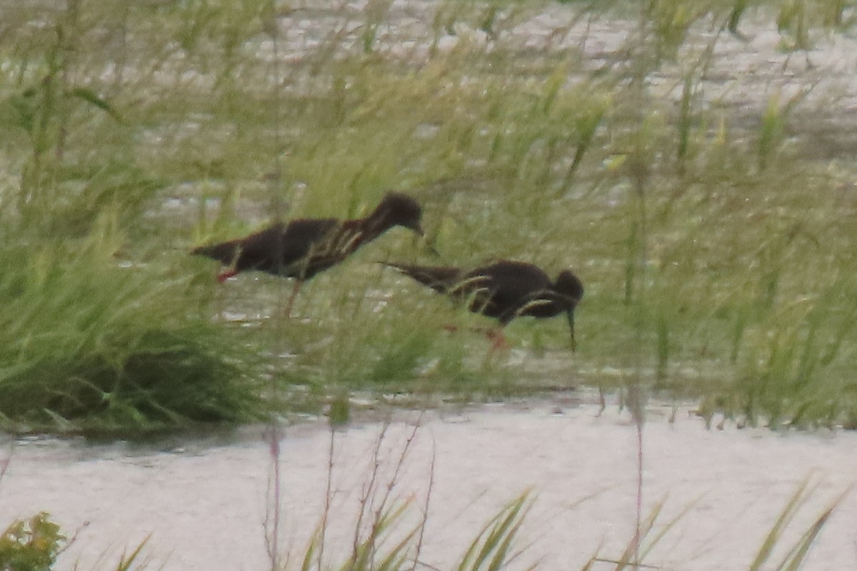 Zankaluze beltza - ML646699585