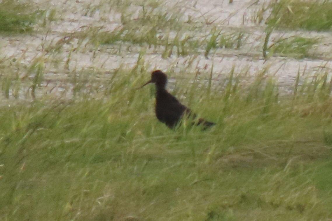 Zankaluze beltza - ML646699587