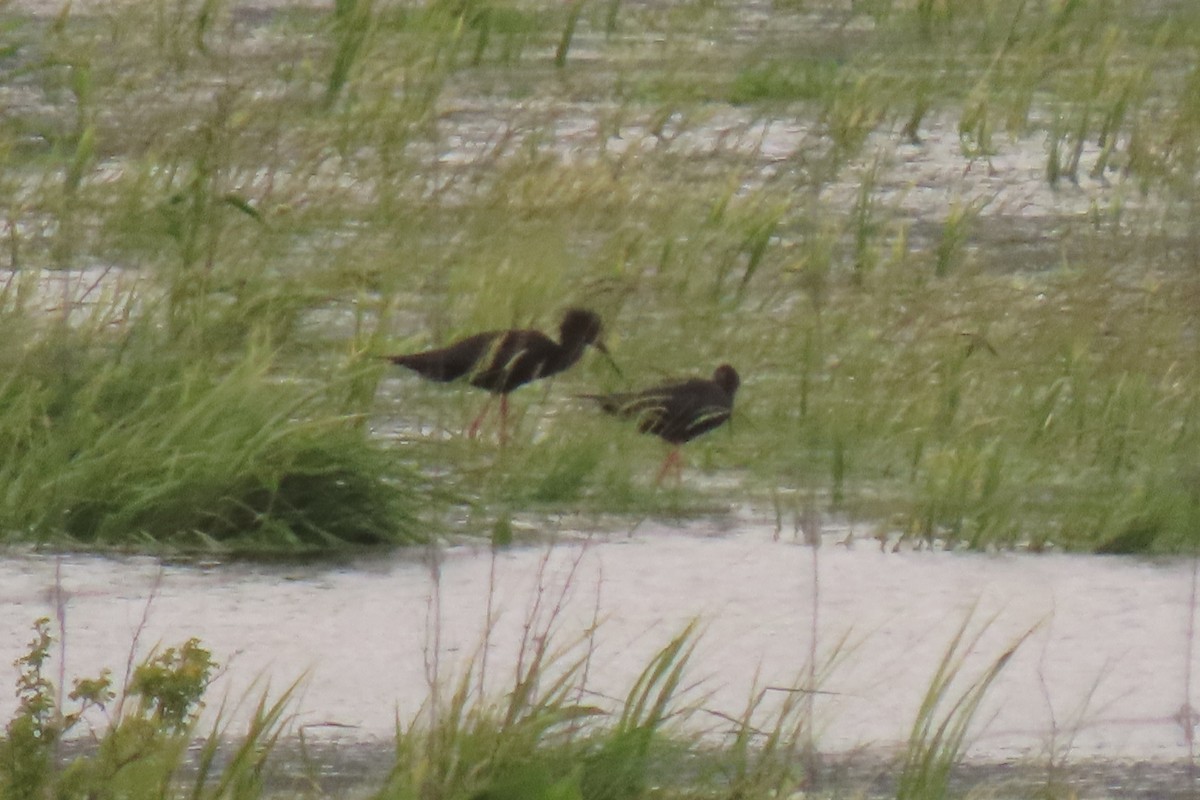 Zankaluze beltza - ML646699588