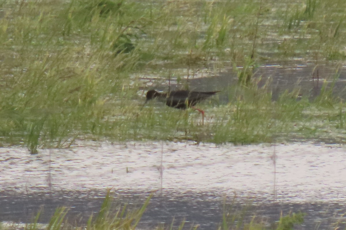 Zankaluze beltza - ML646699589