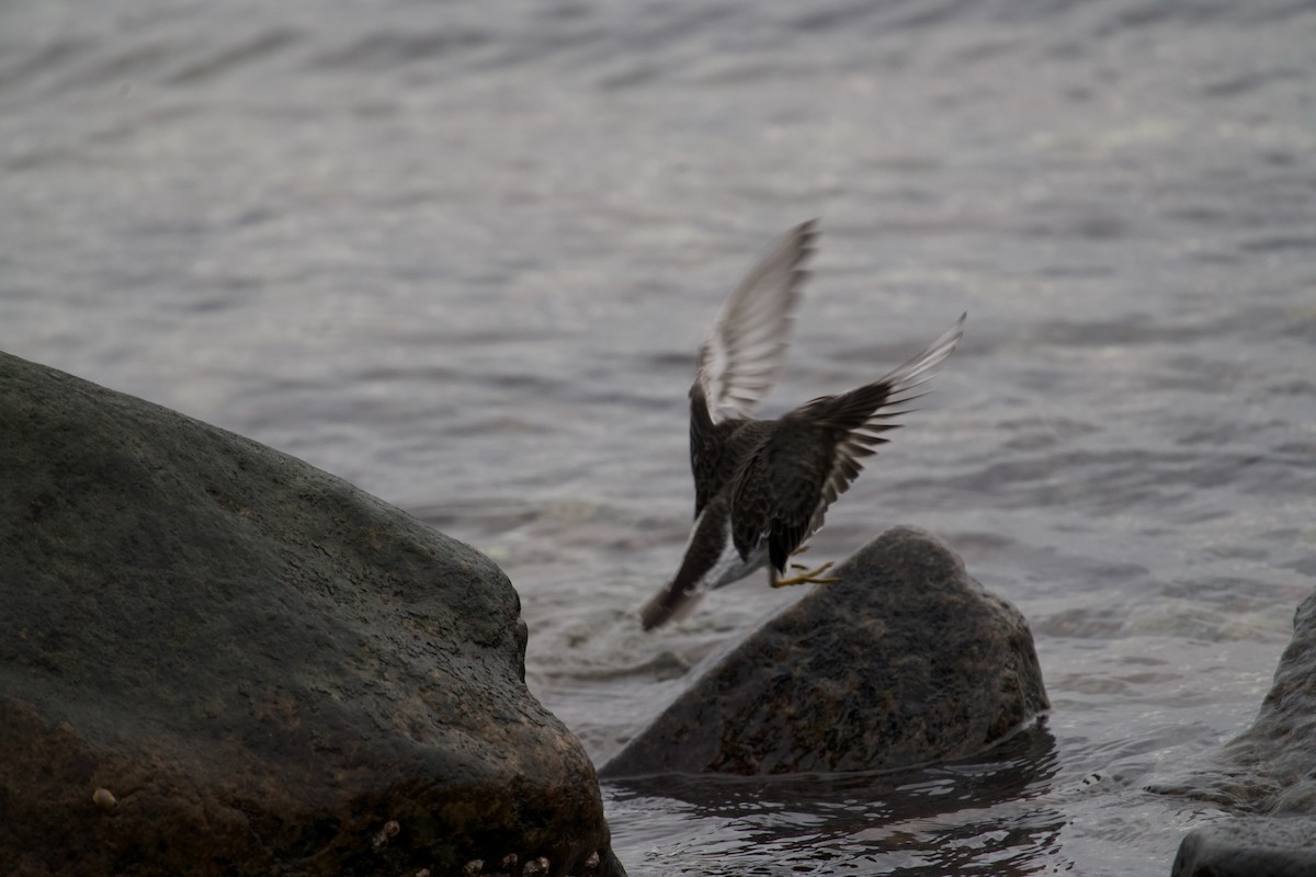 Correlimos Oscuro - ML646699590