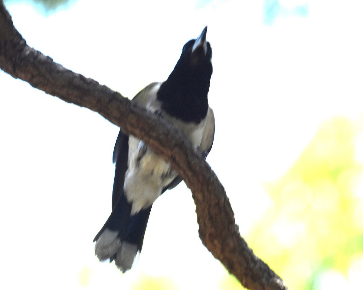 Pied Butcherbird - ML646699591