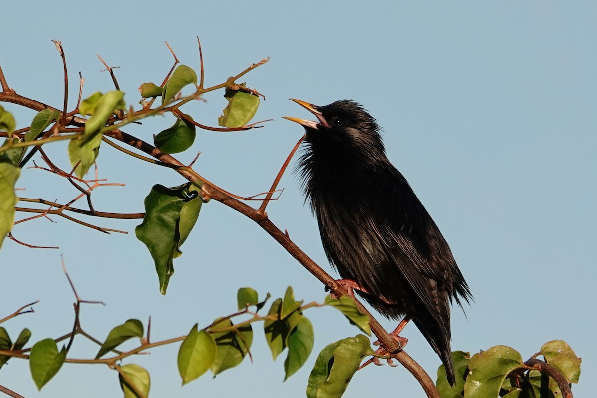 ムジホシムクドリ - ML646699594