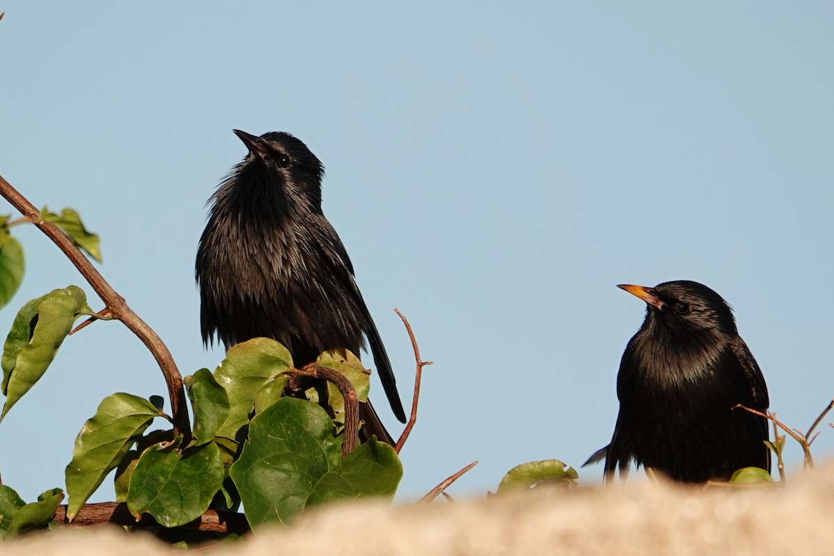 ムジホシムクドリ - ML646699595