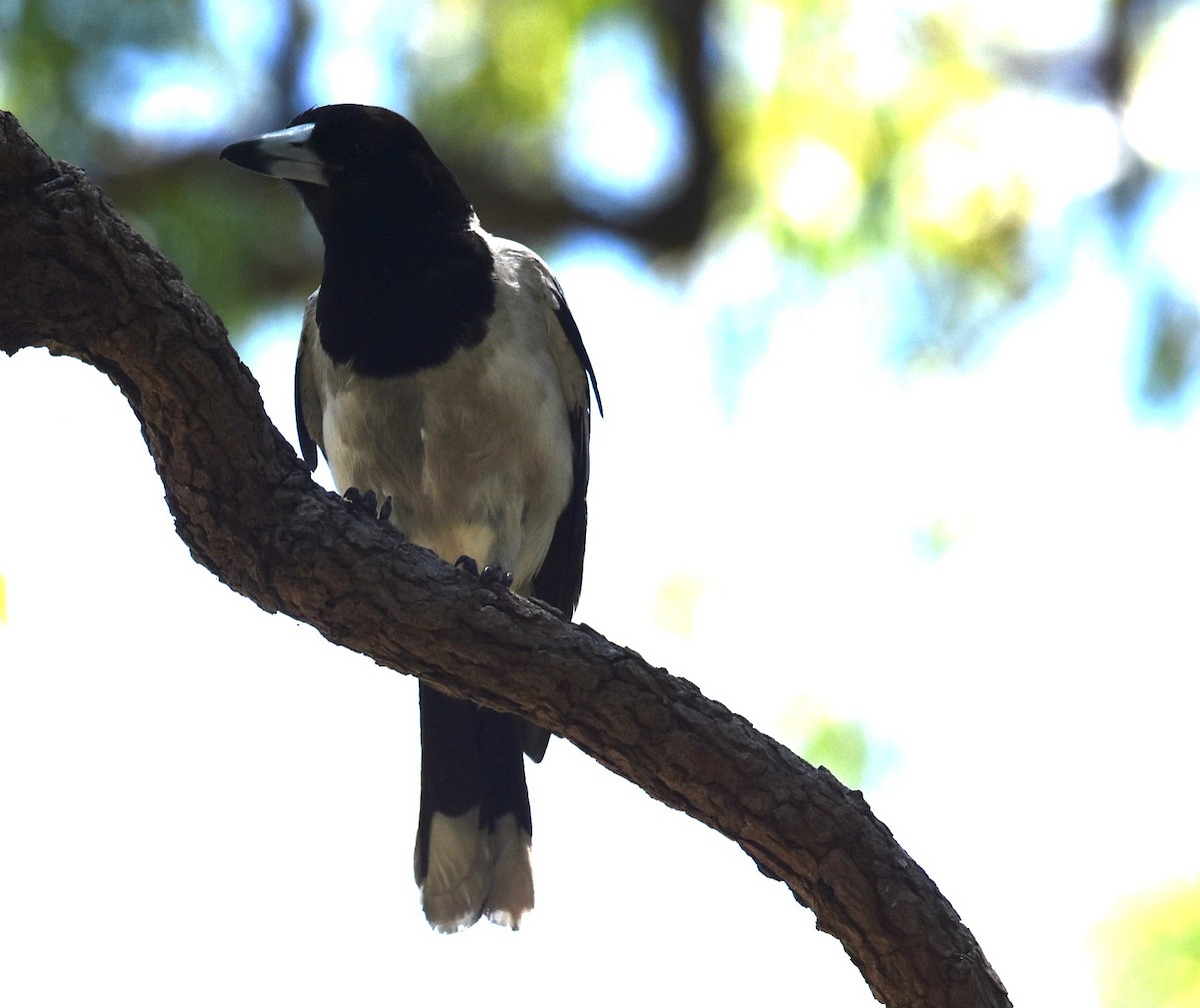 Pied Butcherbird - ML646699596