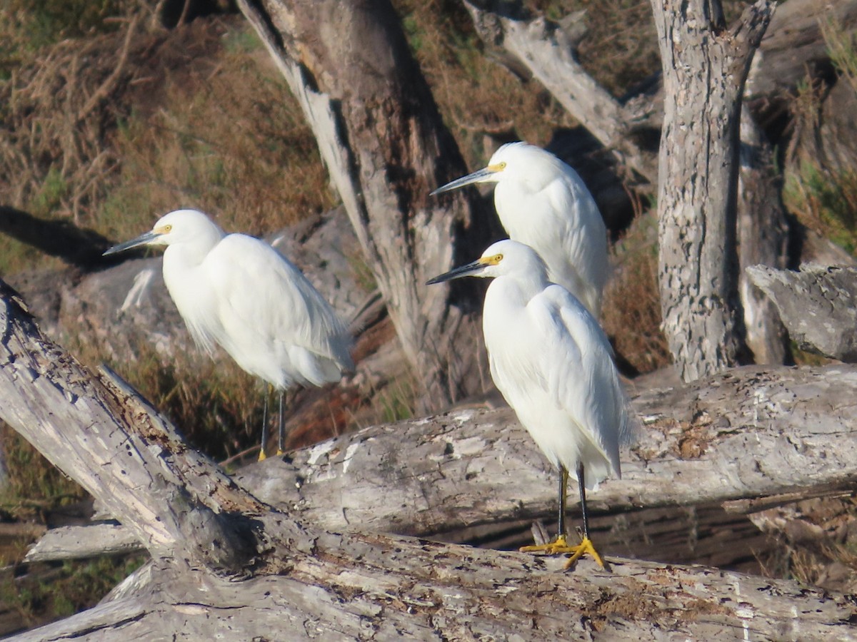 Чепура американська - ML646699597