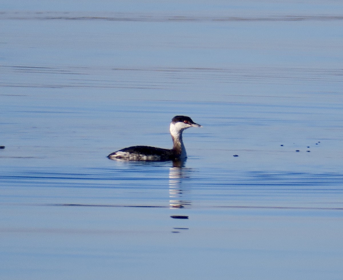 Horned Grebe - ML646699598