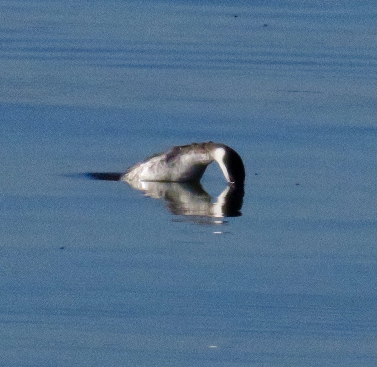 Horned Grebe - ML646699599