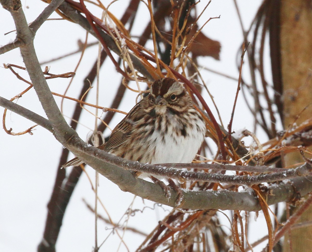 Song Sparrow - ML646699601