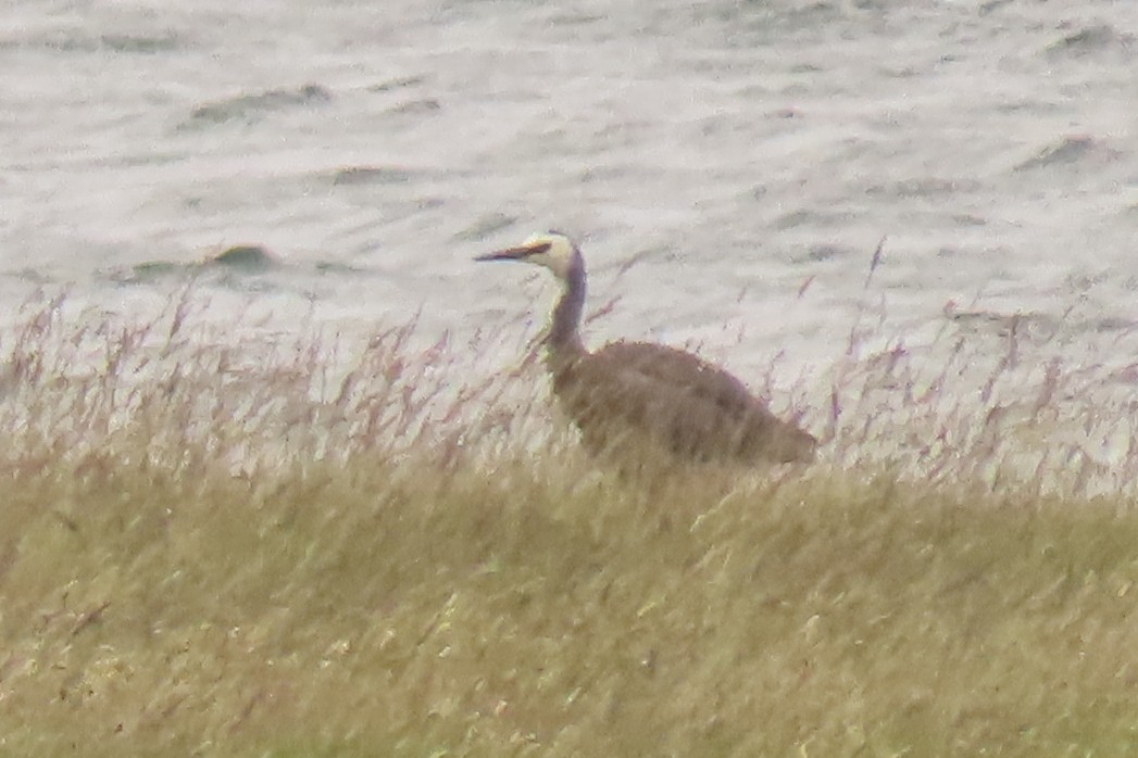 White-faced Heron - ML646699602