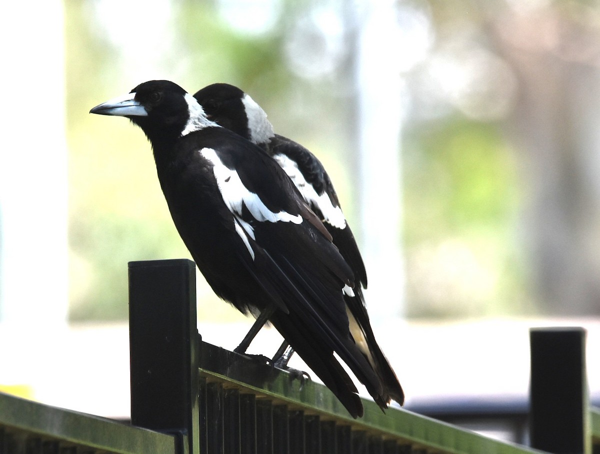 Australian Magpie - ML646699603