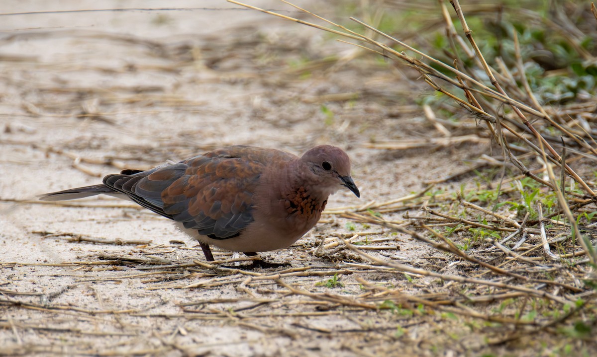 Laughing Dove - ML646699604