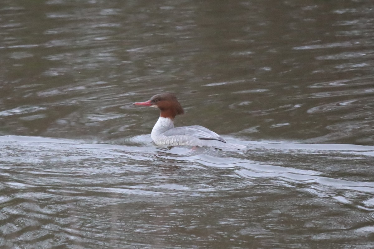 Большой крохаль - ML646699612