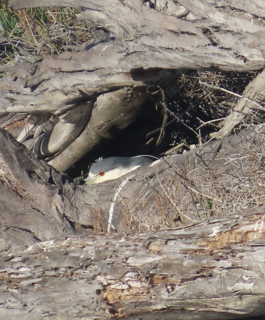 Квак звичайний - ML646699614