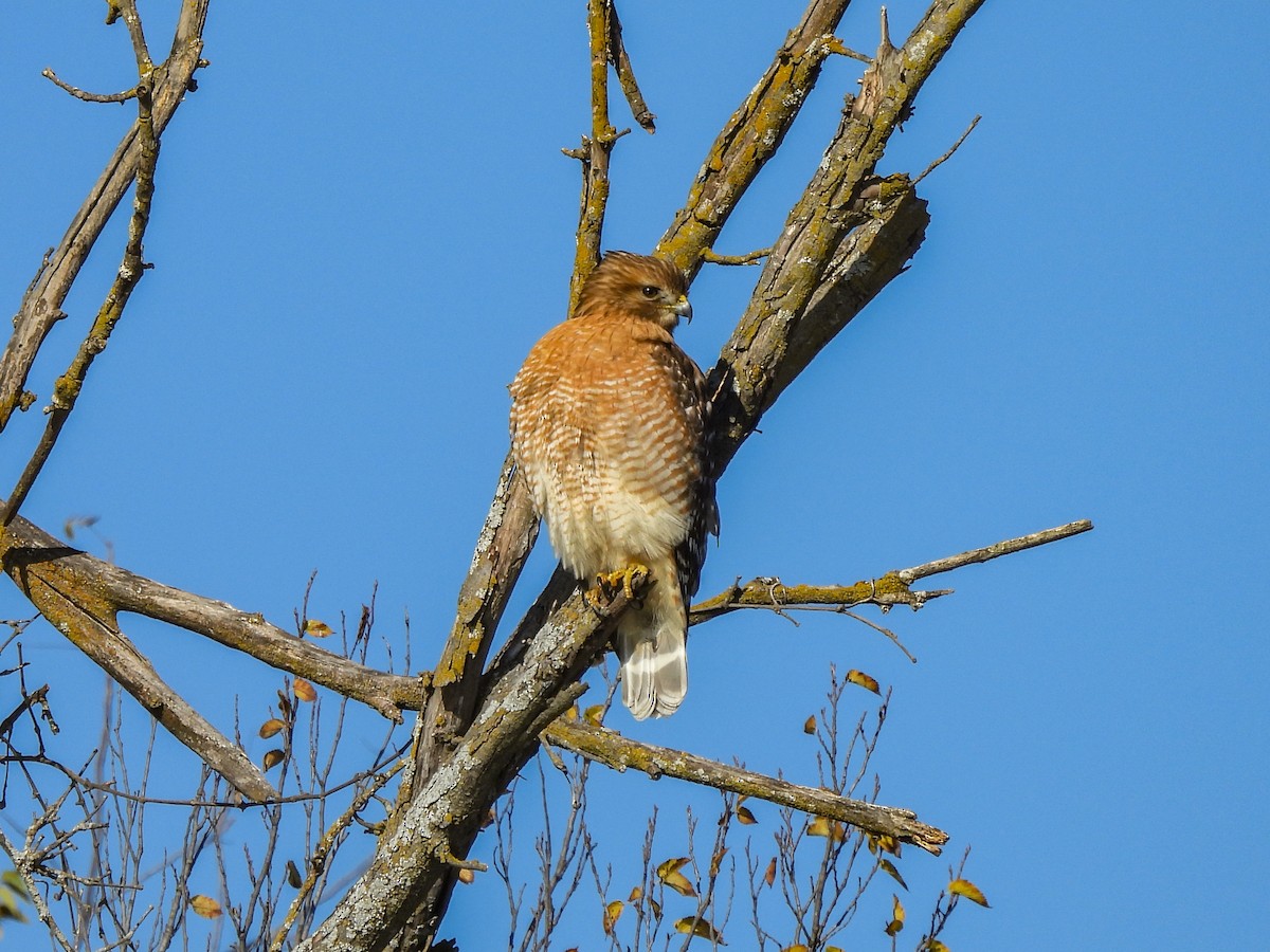 káně páskovaná - ML646699616