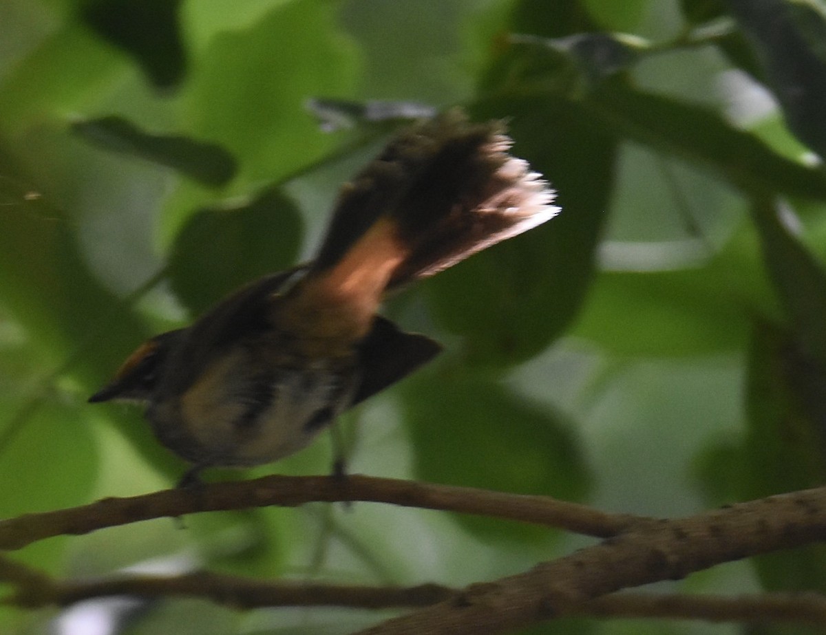Australian Rufous Fantail - ML646699617
