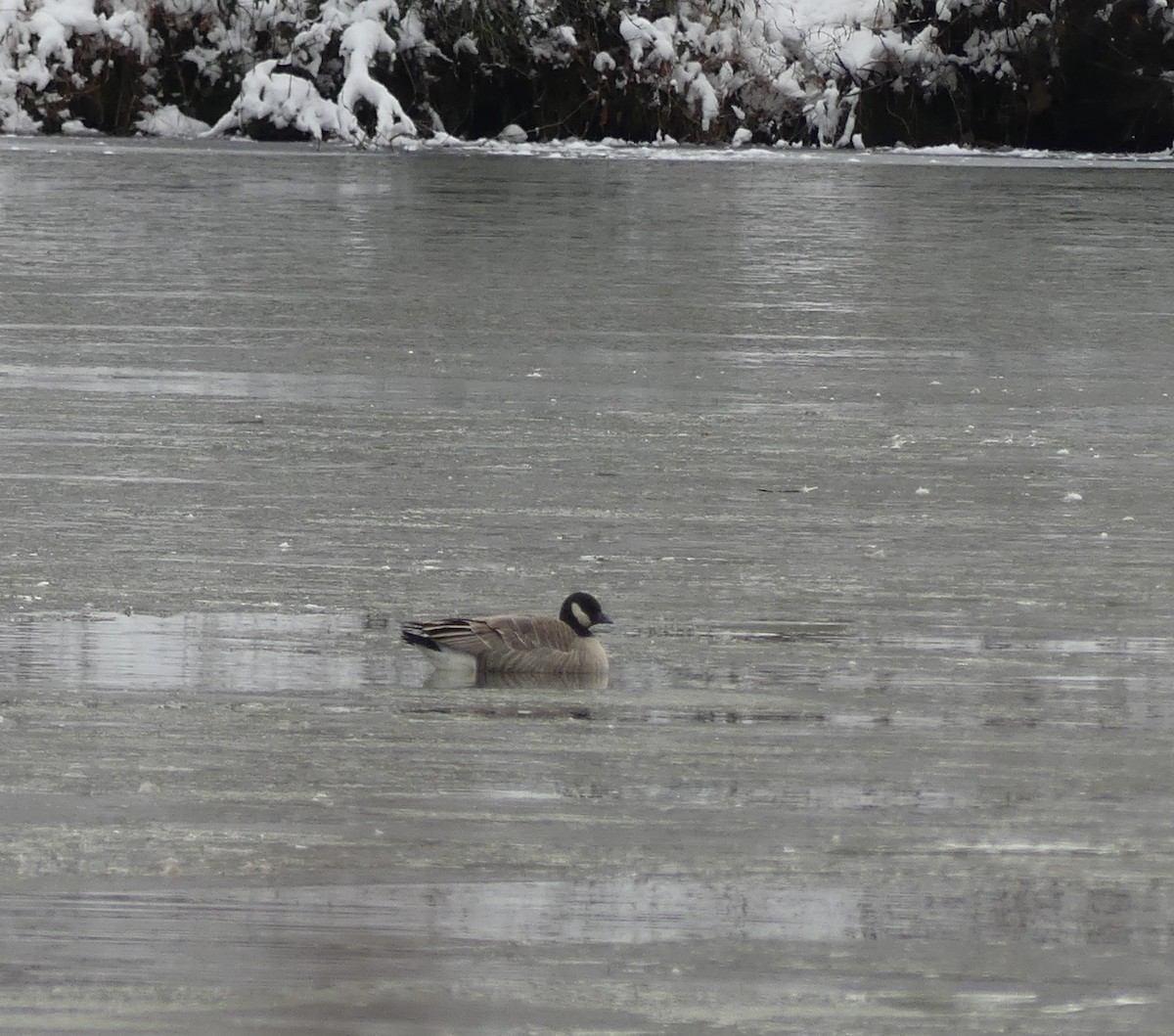 Zwergkanadagans - ML646699618