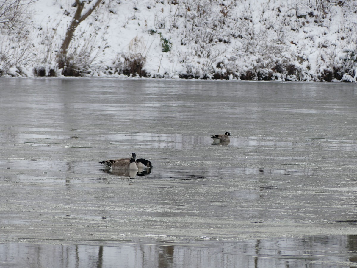 Zwergkanadagans - ML646699619