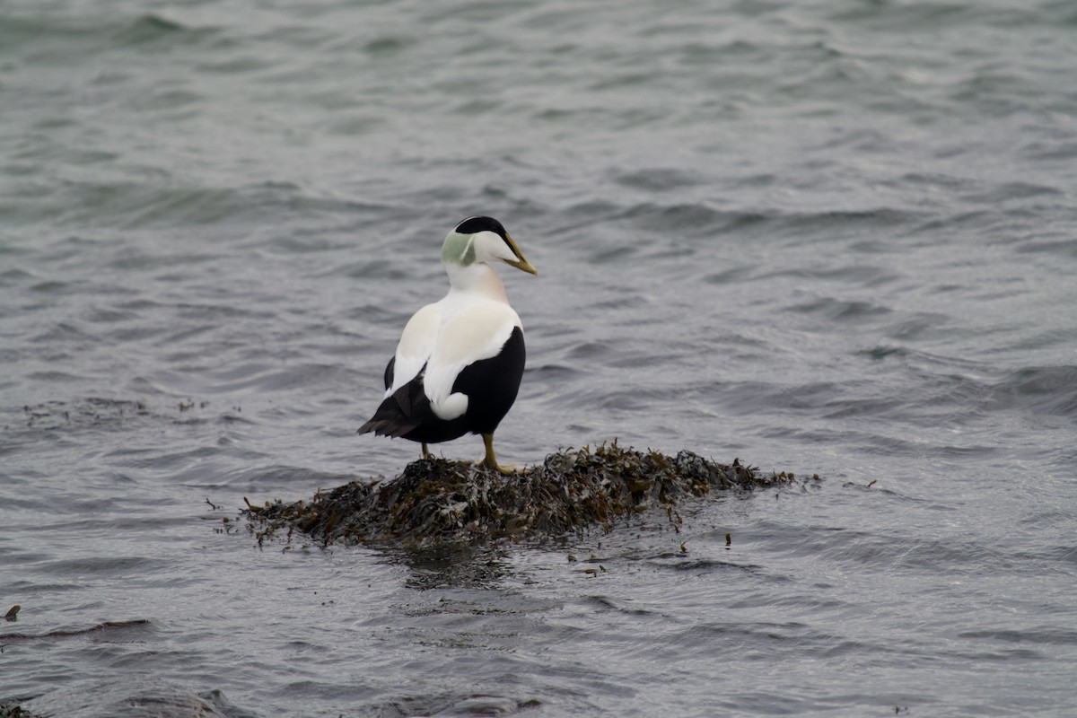 Éider Común - ML646699621