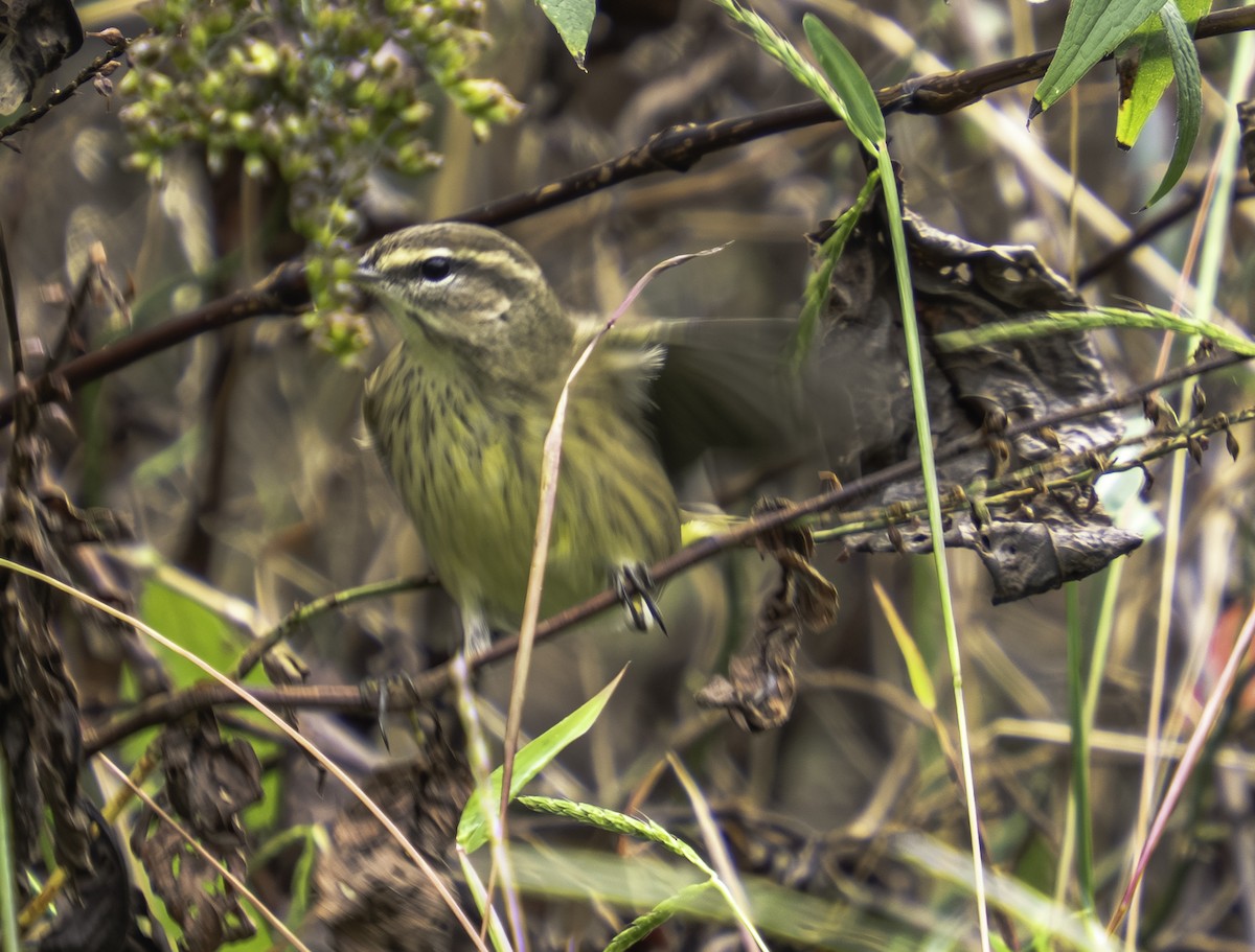 ヤシアメリカムシクイ - ML646699625