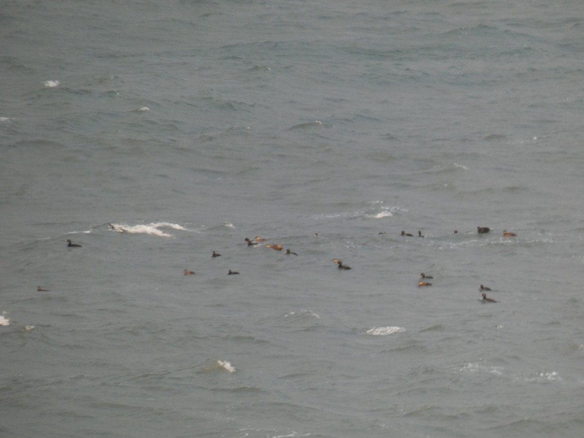 ヨーロッパクロガモ - ML646699628