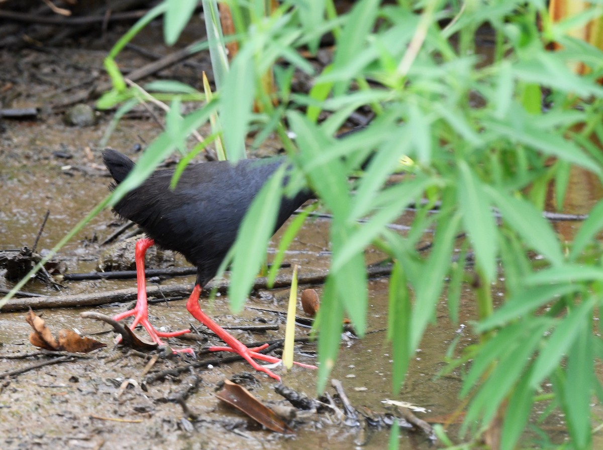 アフリカクロクイナ - ML646699633