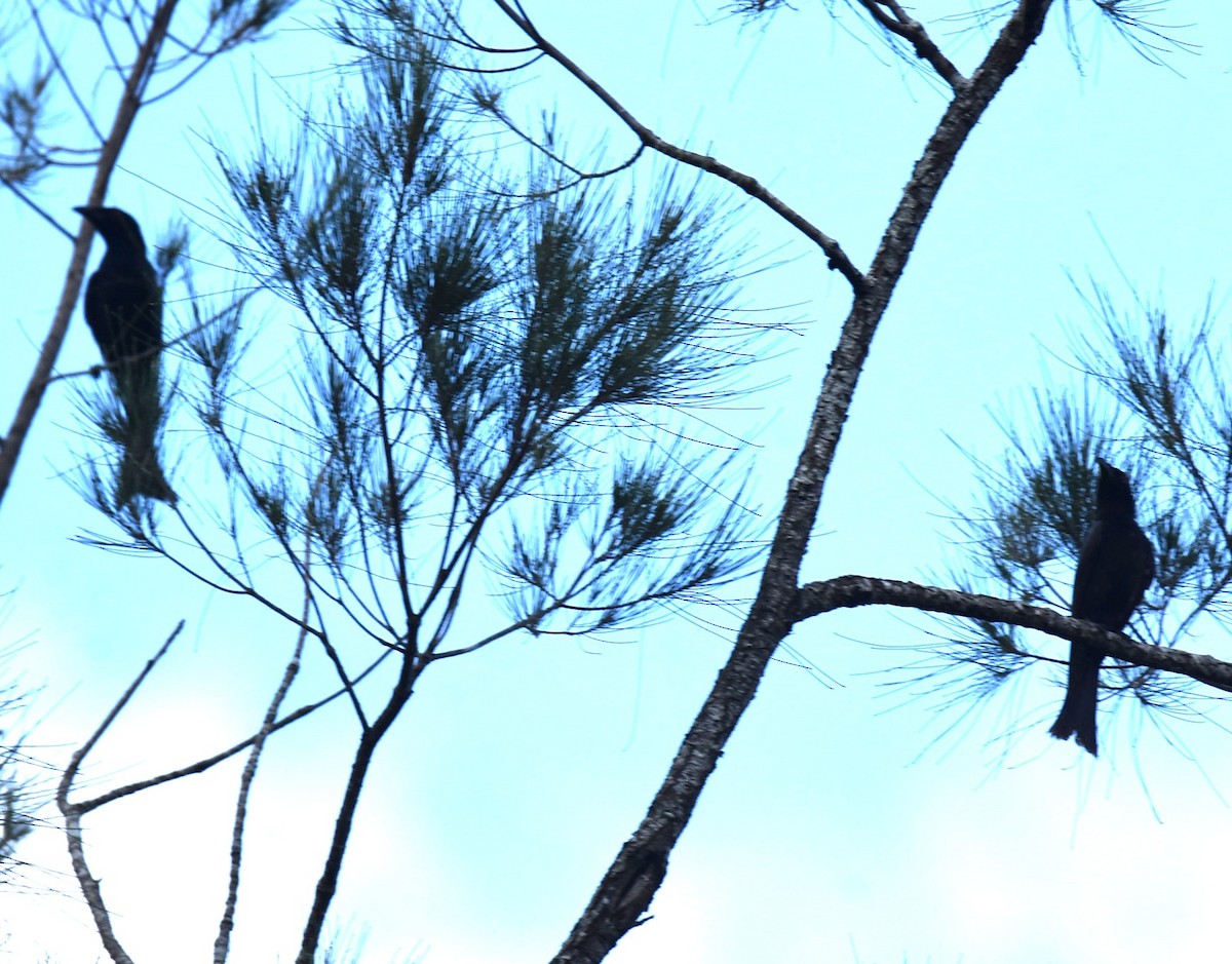 Spangled Drongo - ML646699636