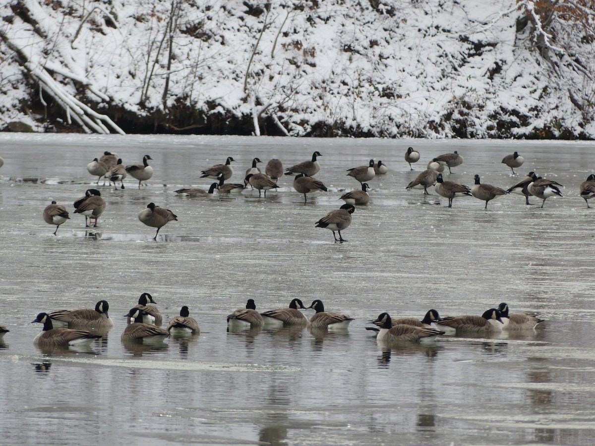 Canada Goose - ML646699638
