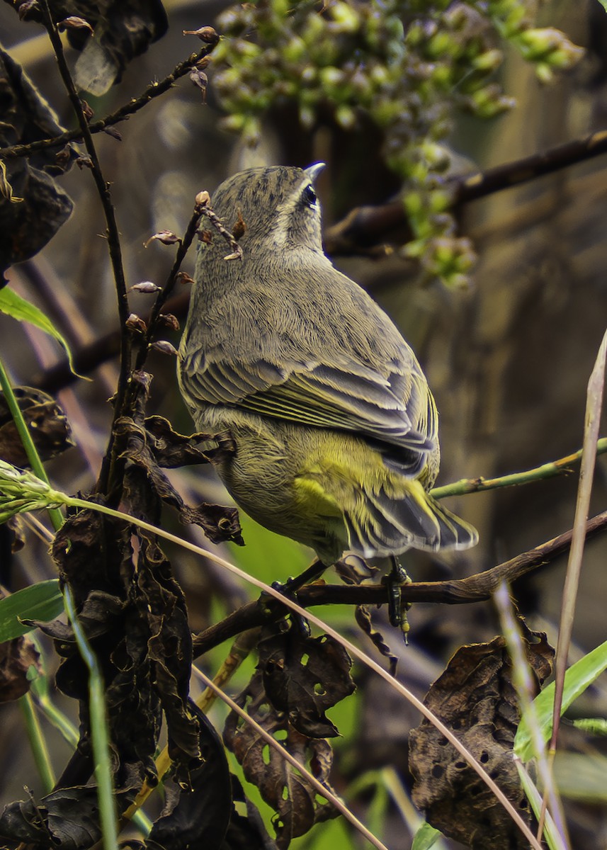 ヤシアメリカムシクイ - ML646699640