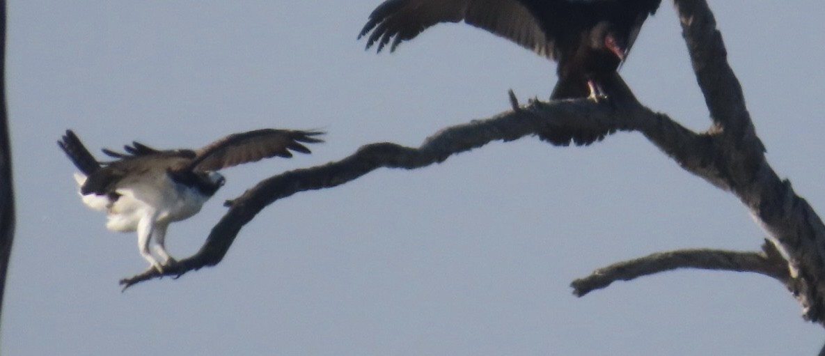 Скопа західна - ML646699642