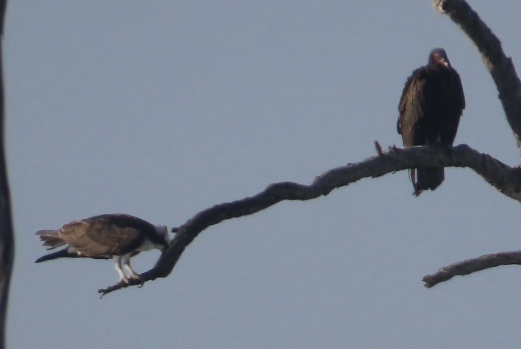 Скопа західна - ML646699643