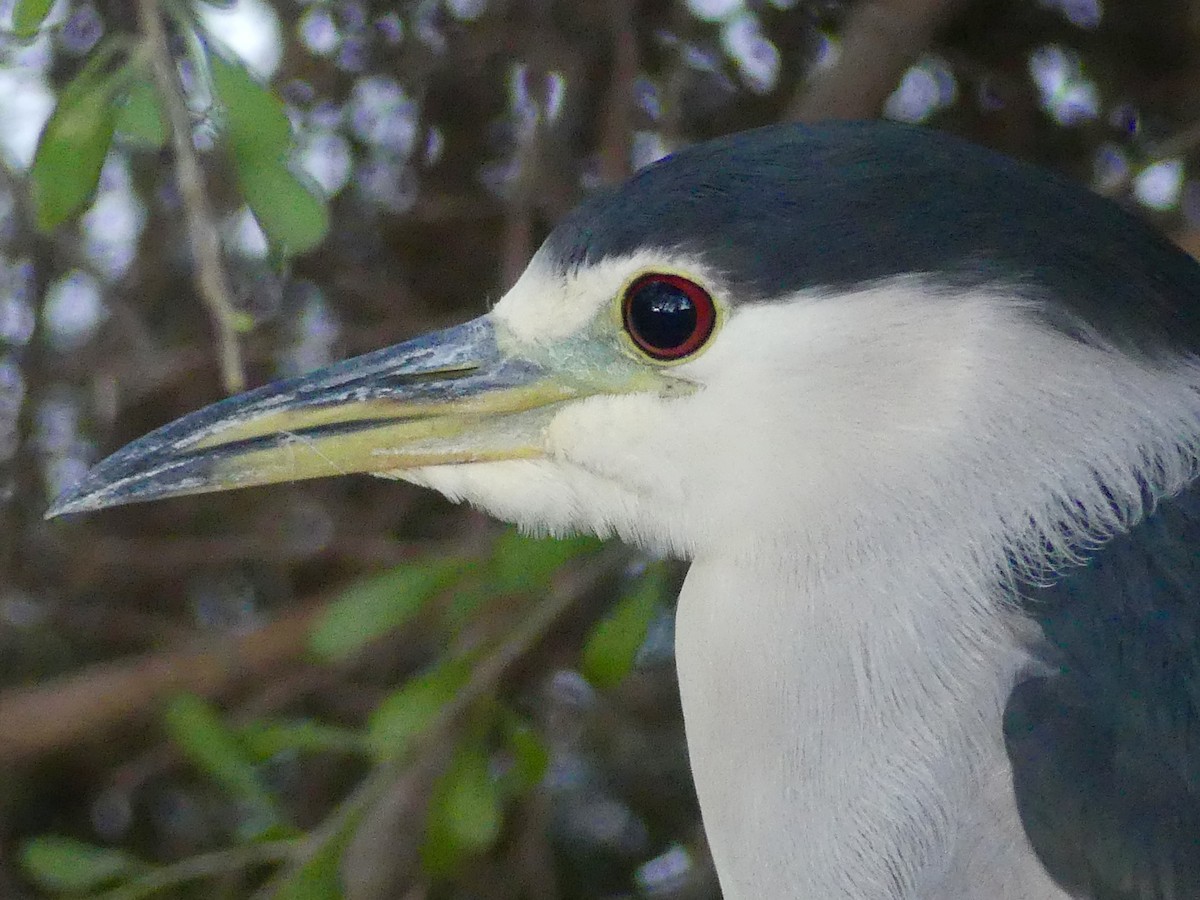 Black-crowned Night Heron - ML646699644